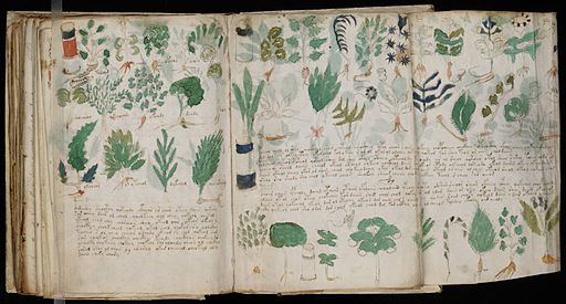  Close-up view of the Voynich Manuscript's cryptic text and unknown plant illustrations